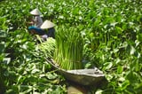 LABBSAL Basket, handmade water hyacinth, 32x34x32 cm