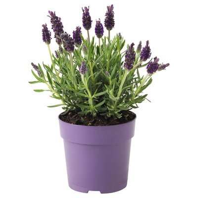 LAVANDULA Potted plant, Lavender, 12 cm