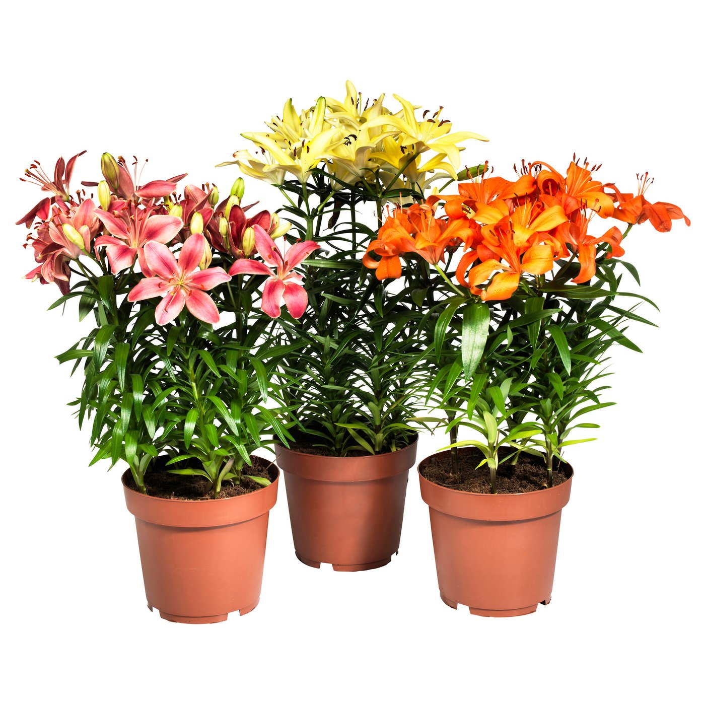 House Plants & Cactus Outdoor and Indoor Plants IKEA