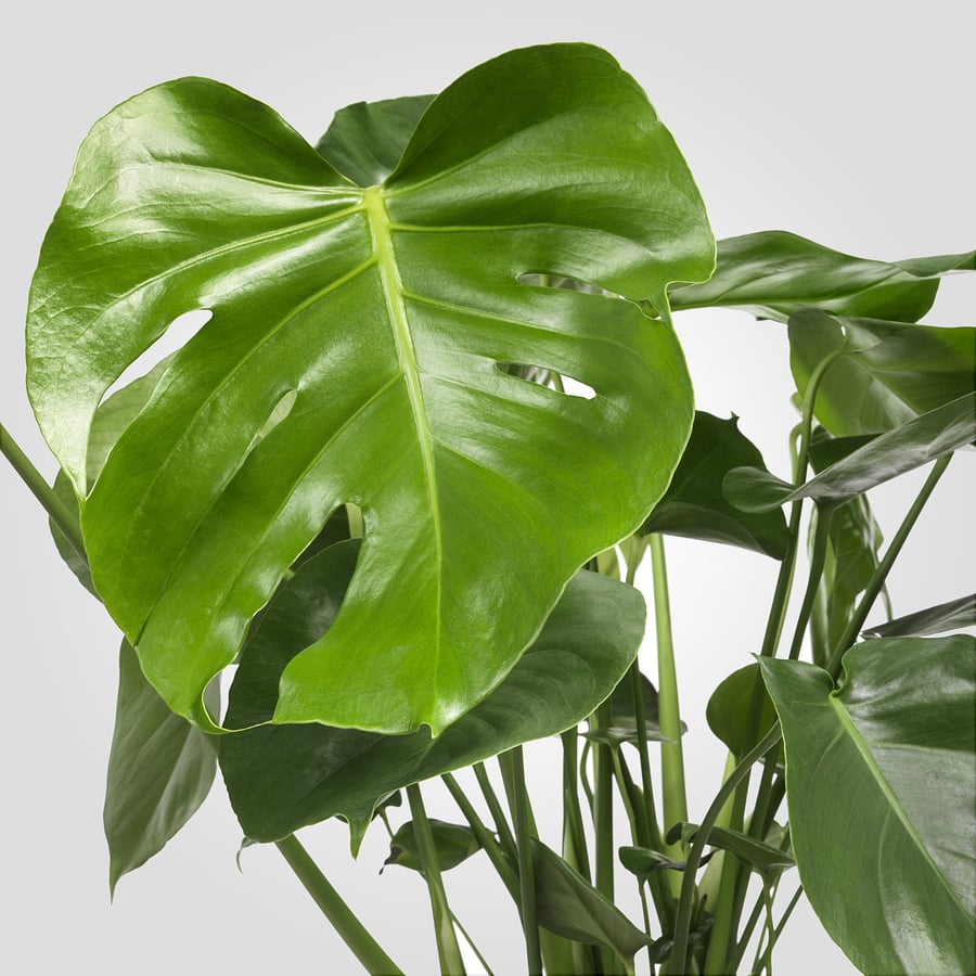 MONSTERA potted plant, Swiss cheese plant, 21 cm IKEA