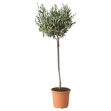 OLEA EUROPAEA Potted plant, Olive tree/stem, 22 cm