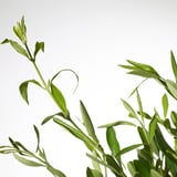 OLEA EUROPAEA Potted plant, Olive tree/stem, 22 cm