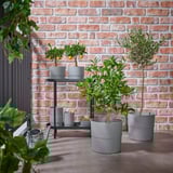 OLEA EUROPAEA Potted plant, Olive tree/stem, 22 cm