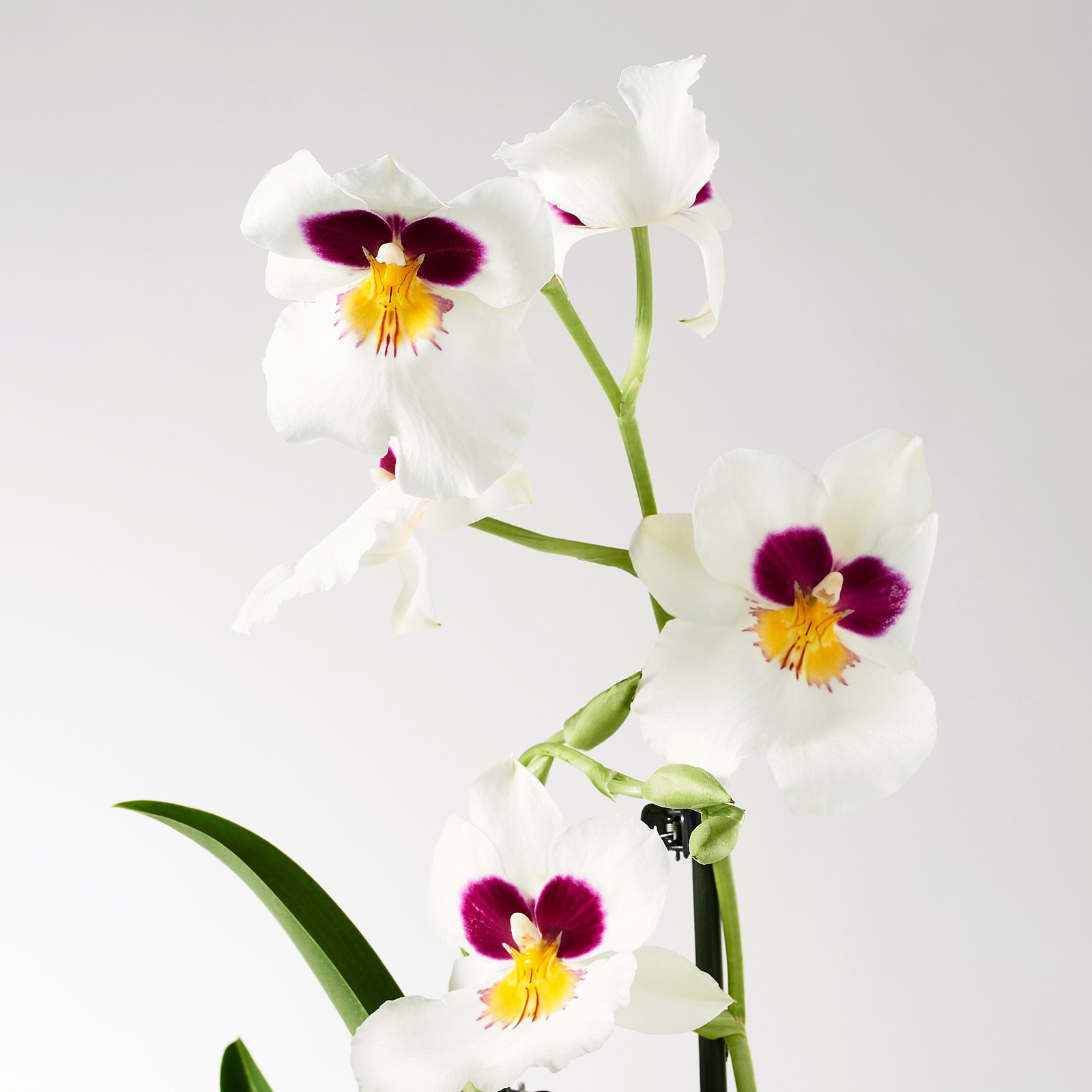 PHALAENOPSIS Orchid, 2 stems, Potted plant IKEA