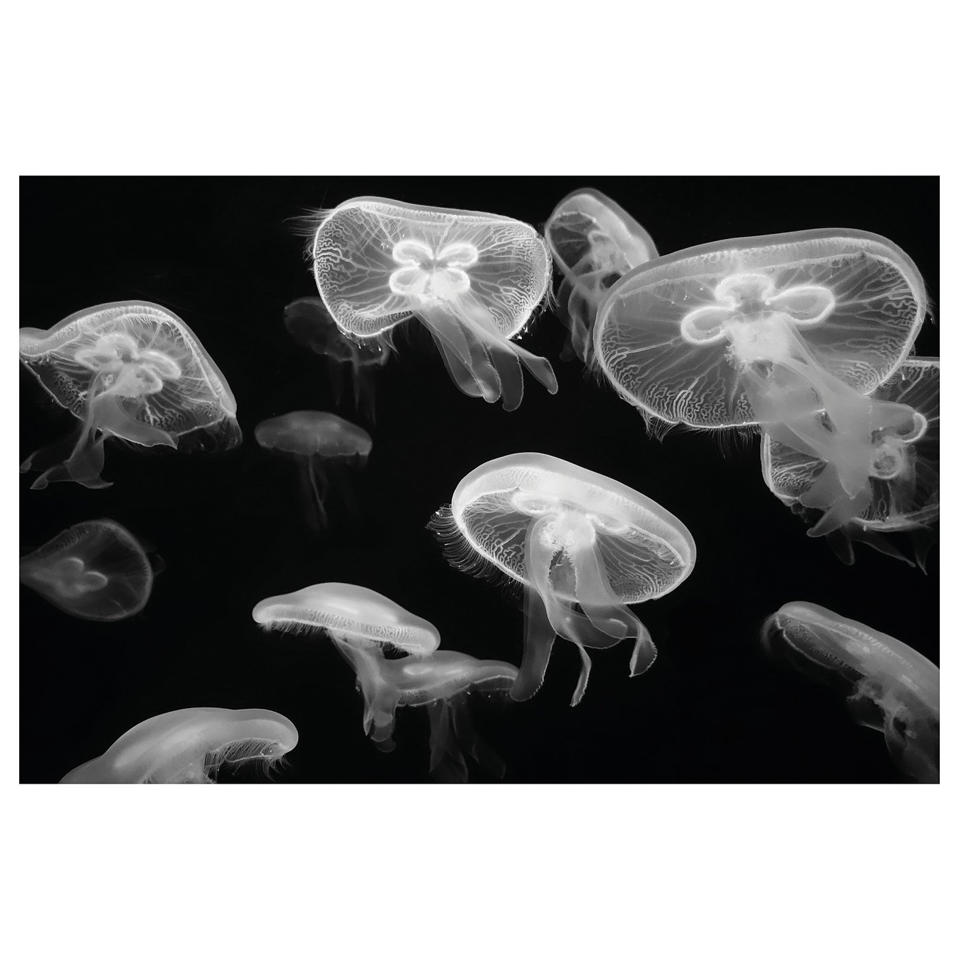 PJÄTTERYD Picture, jellyfish, 118x78 cm IKEA
