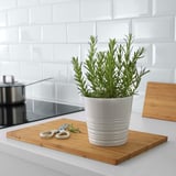 ROSMARINUS OFFICINALIS Potted plant, Rosemary, 14 cm