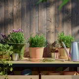 ROSMARINUS OFFICINALIS Potted plant, Rosemary, 14 cm