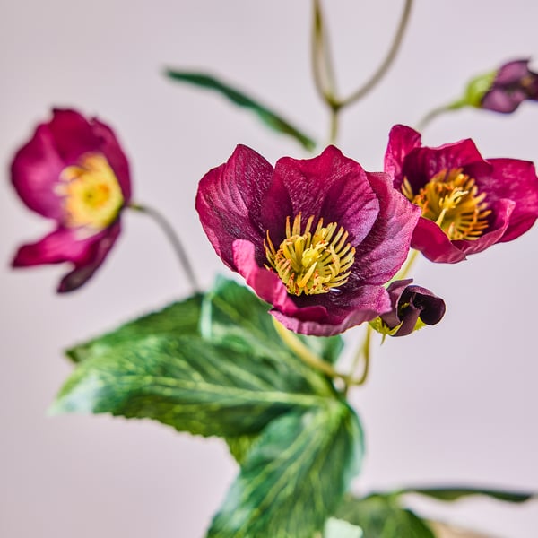 SMYCKA Artificial flower, in/outdoor Christmas rose, 50 cm