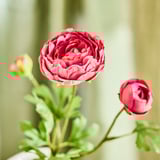 SMYCKA Artificial flower, in/outdoor Ranunculus/dark pink, 52 cm
