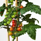 SOLANUM LYCOPERSICUM Potted plant, tomato, 15 cm
