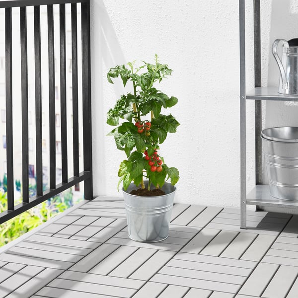 SOLANUM LYCOPERSICUM Potted plant, tomato, 15 cm