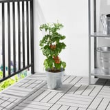 SOLANUM LYCOPERSICUM Potted plant, tomato, 15 cm