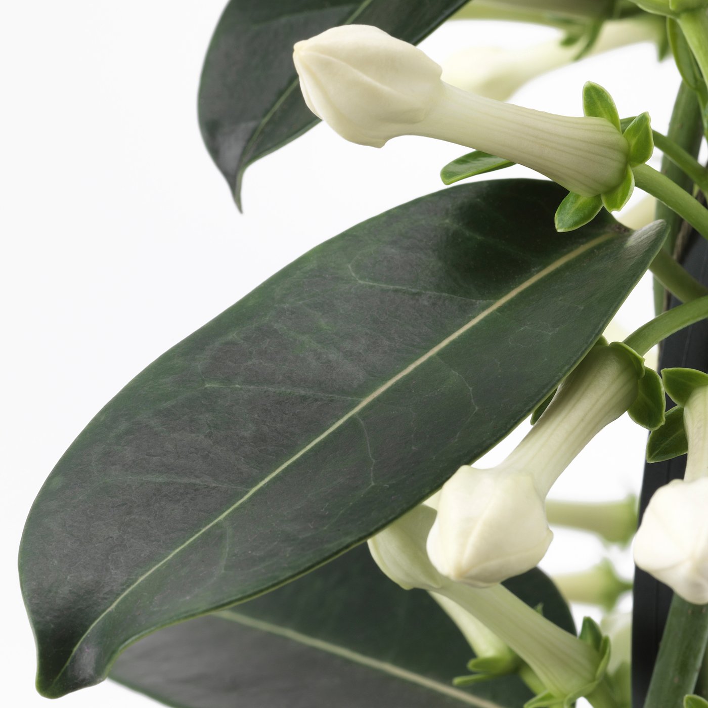 plante jasmin de madagascar