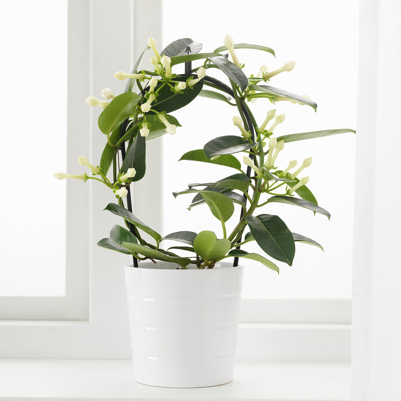 plante jasmin de madagascar