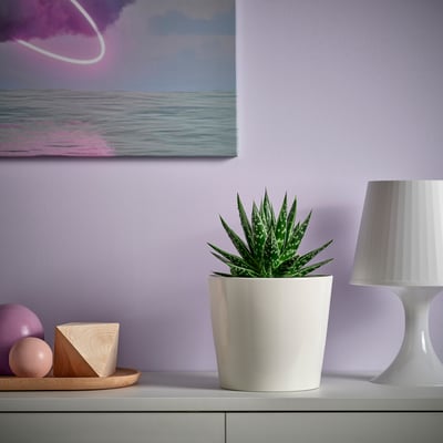 SUCCULENT Potted plant, assorted, 15 cm