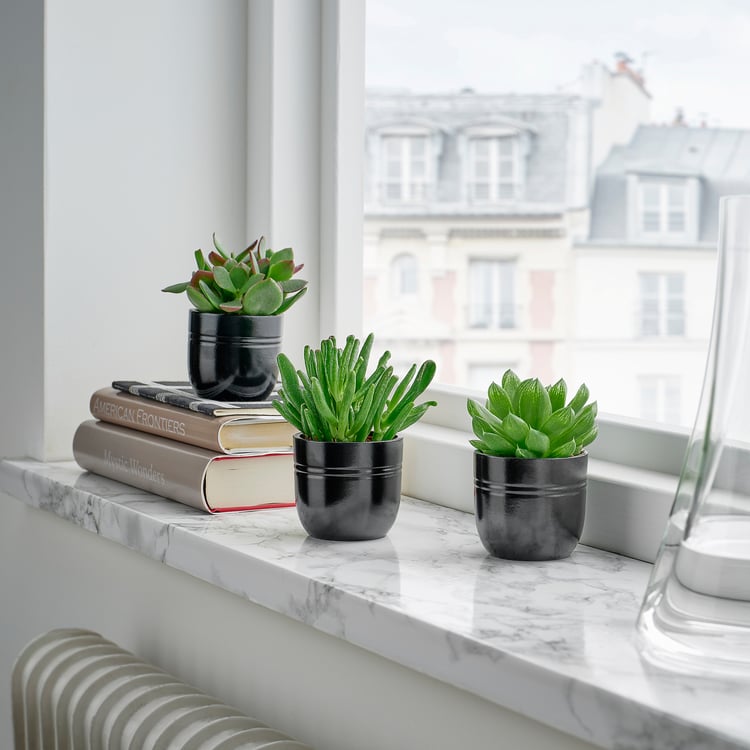 SUCCULENT potted plant with pot, Succulent assorted/black, 6 cm IKEA