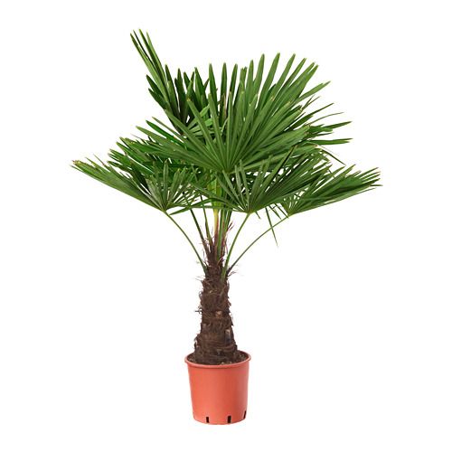 trachycarpus fortunei potted plant windmill palm__0548642_pe657321_s4