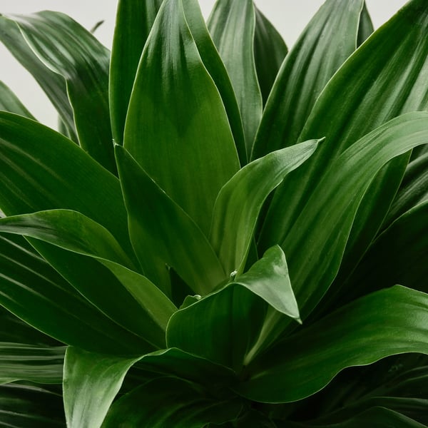 TROPISK Potted plant, assorted, 17 cm