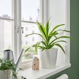 TROPISK Potted plant, assorted, 17 cm