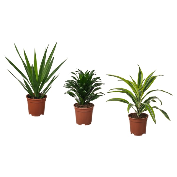 TROPISK Potted plant, assorted, 17 cm