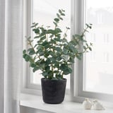 VATTENMELON Plant pot, black, 15 cm
