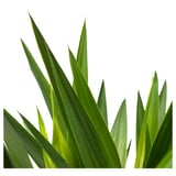 YUCCA ELEPHANTIPES Potted plant, Spineless yucca/2-stem, 24 cm