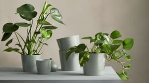 Flower pots & planters
