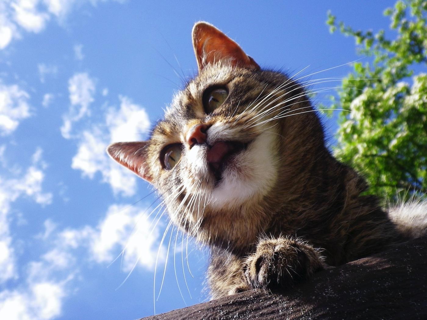 【IKEA新三郷17thBirthday】 保護犬・保護猫譲渡会