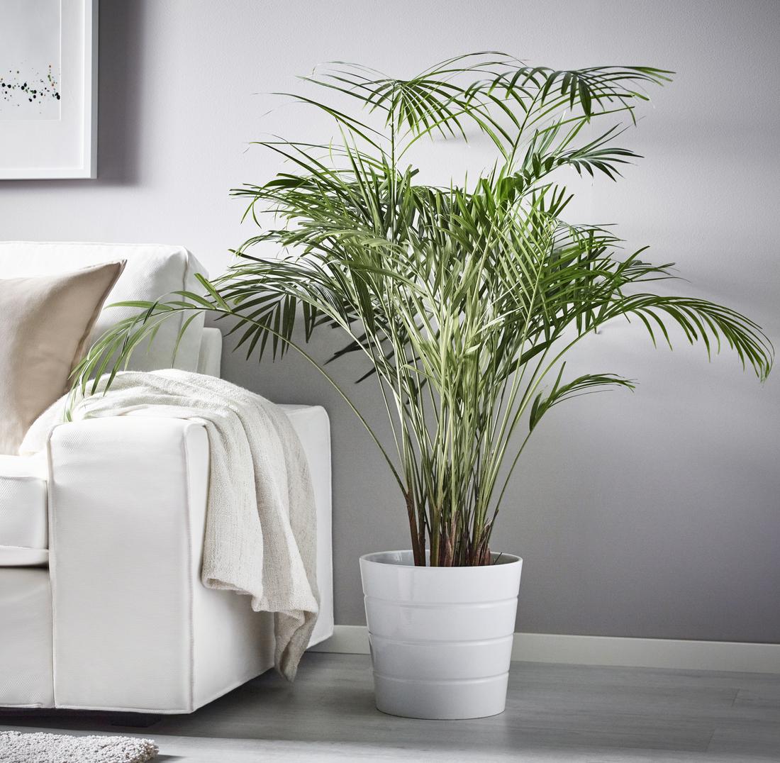 Speciální nabídka: DYPSIS LUTESCENS za výhodnou ce