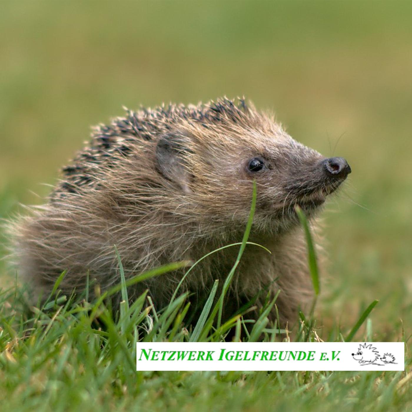 Igel-Workshop: Hilf unseren stacheligen Nachbarn