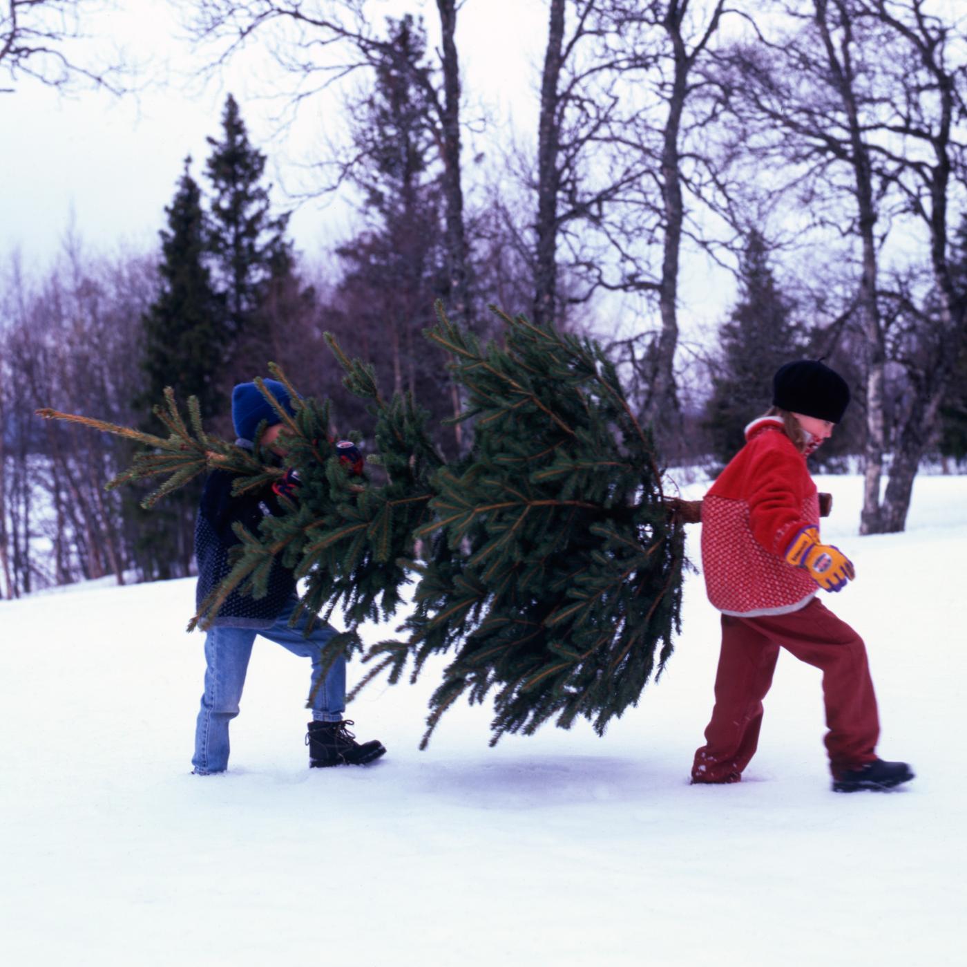 Weihnachtsbaumverkauf