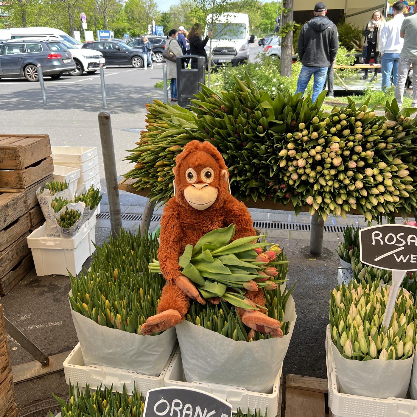 Der Frühling kommt! Tulpen aus den Niederlanden