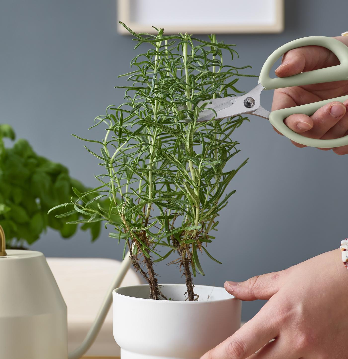 Start Your Mini Herb Garden