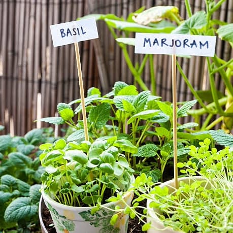 Plant & Plate: Grow Your Own Herbs – Kids Activity