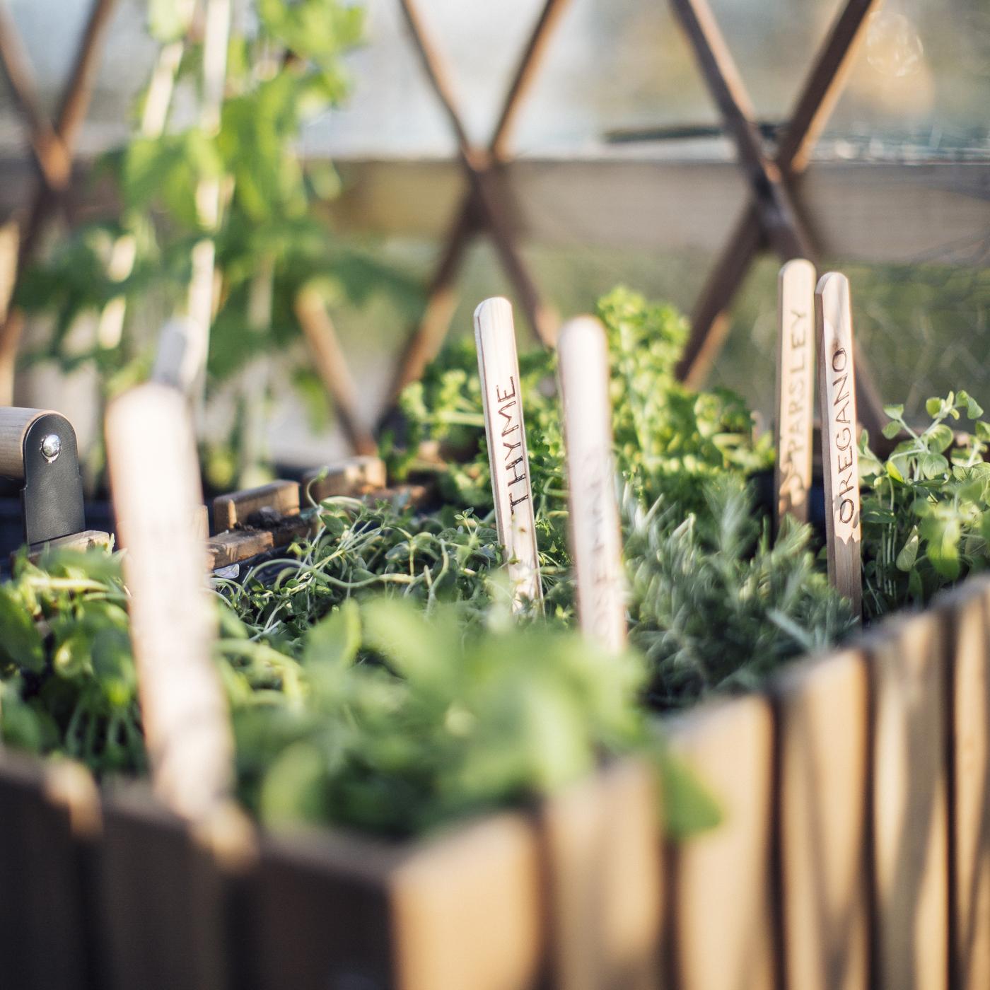Plant & Plate: Grow Your Own Herbs!