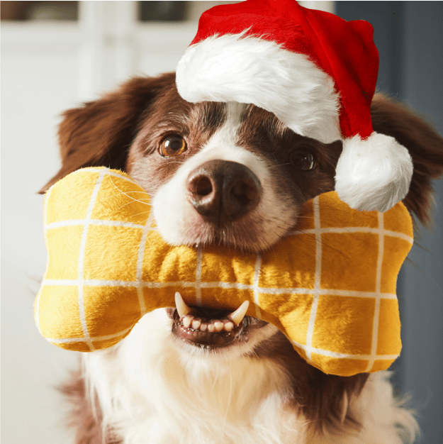 🎅🐾 Join Us for Santa Paws 2025! 🐾🎅