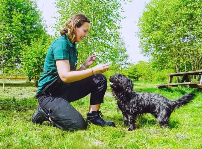 Dogs trust