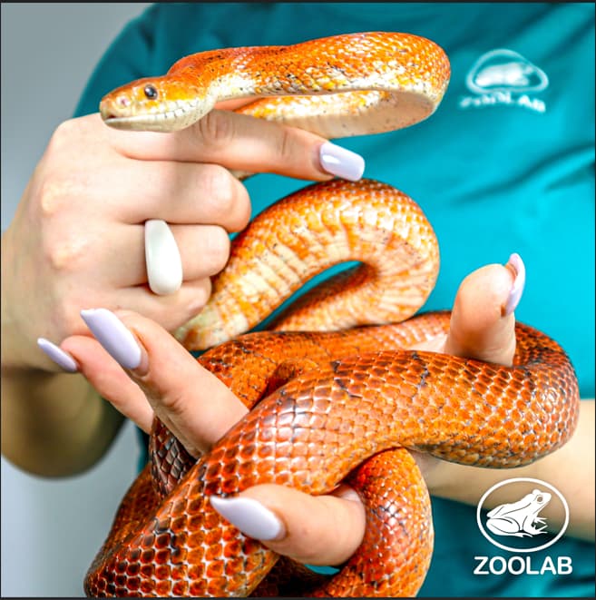 Ethical Animal Encounters with ZOOLAB