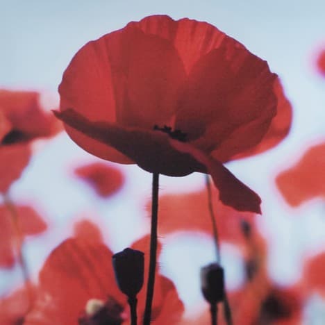 Remembrance Poppy Trail