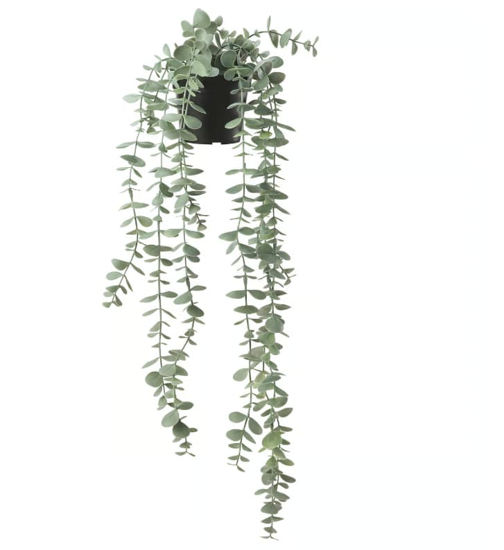 Offer of the week: save 50% off FEJKA Eucalyptus