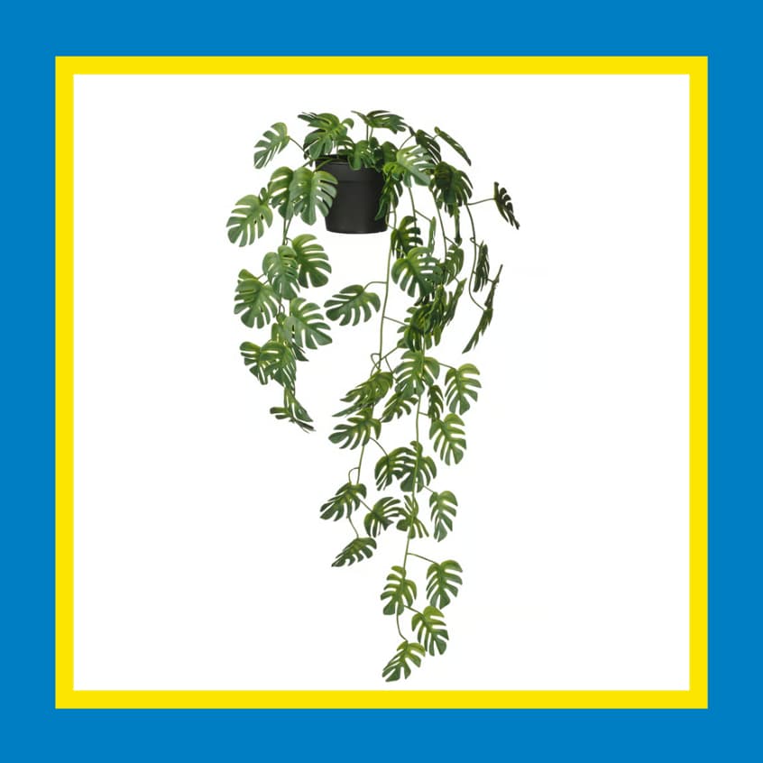 Offer: 3 for 2 on Selected Hanging plants