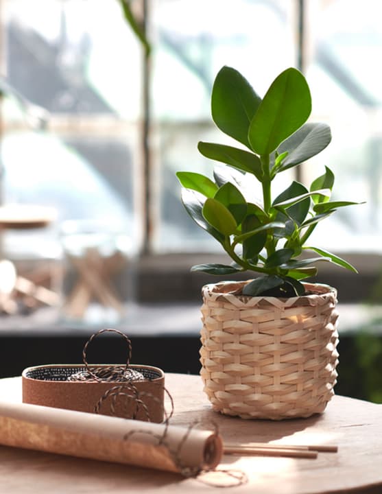 Plant Nursery - Healthy House plant Advice!