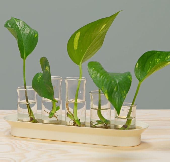 Create a Greener Home this Earth month.