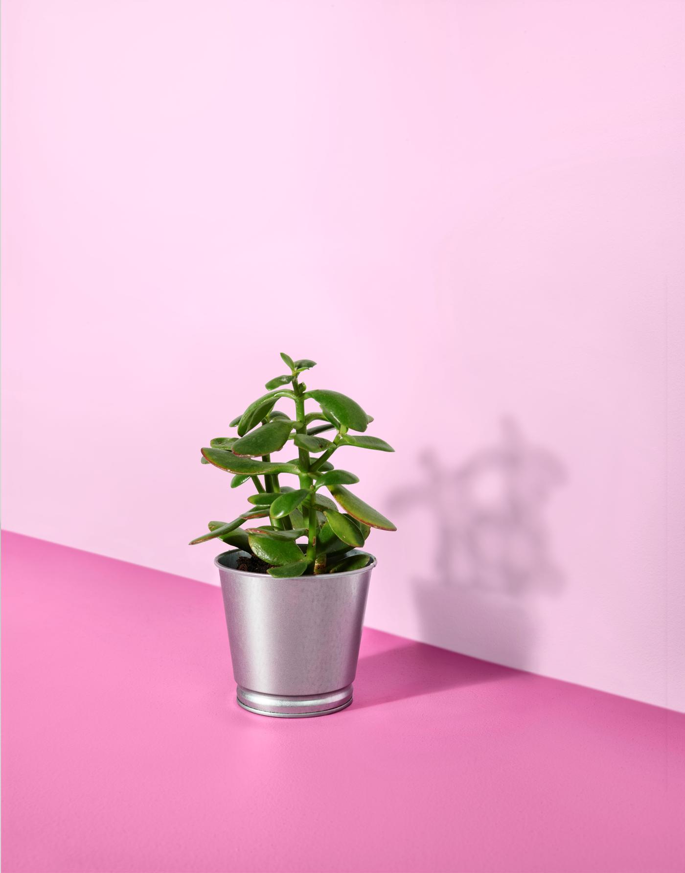 Earth Month: Plant Pot Decorating