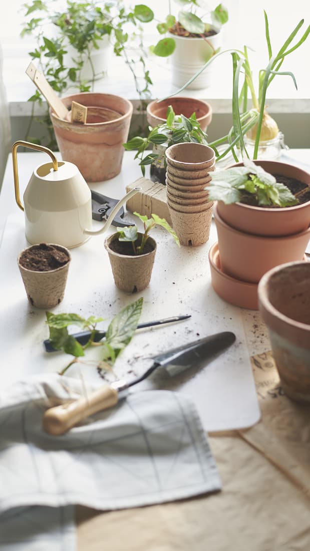 Sustainable Saturday: Plant Proprogation