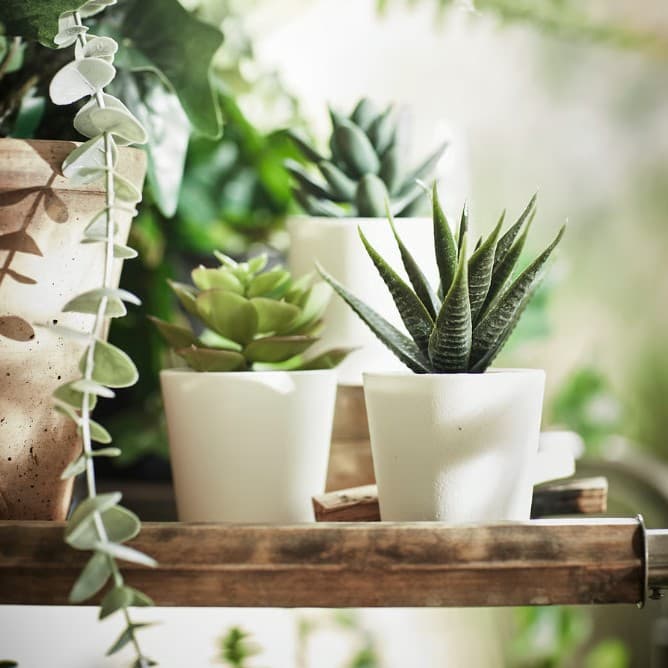 Spring Break Craft: DIY Terrariums!