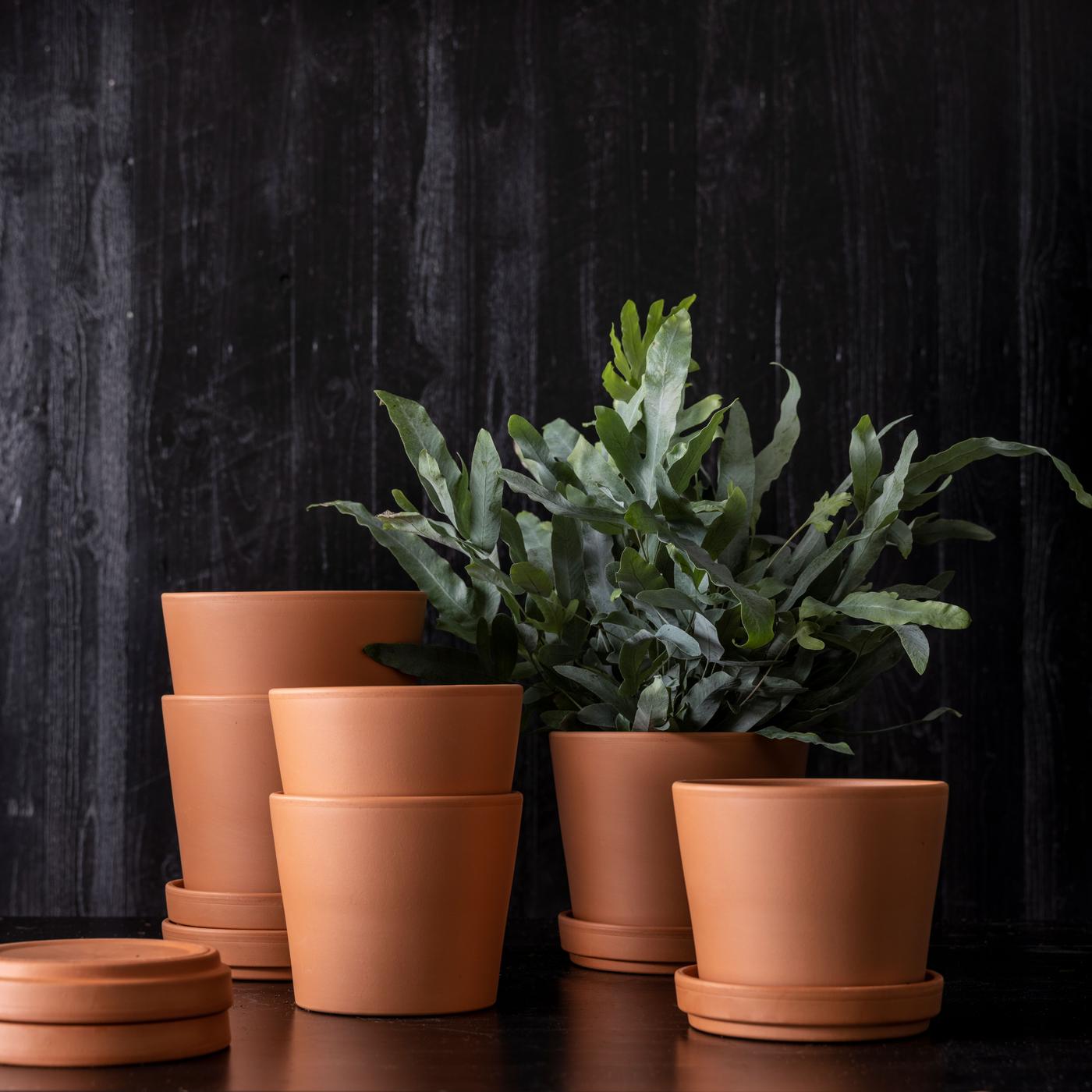 Free Spring Break Activities - Paint a Plant Pot