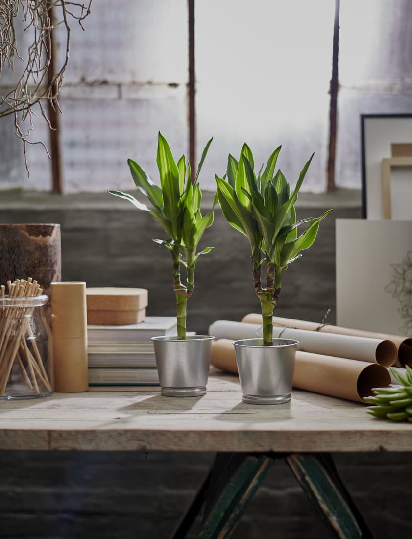 Spring Break Paint‑a‑Pot Experience