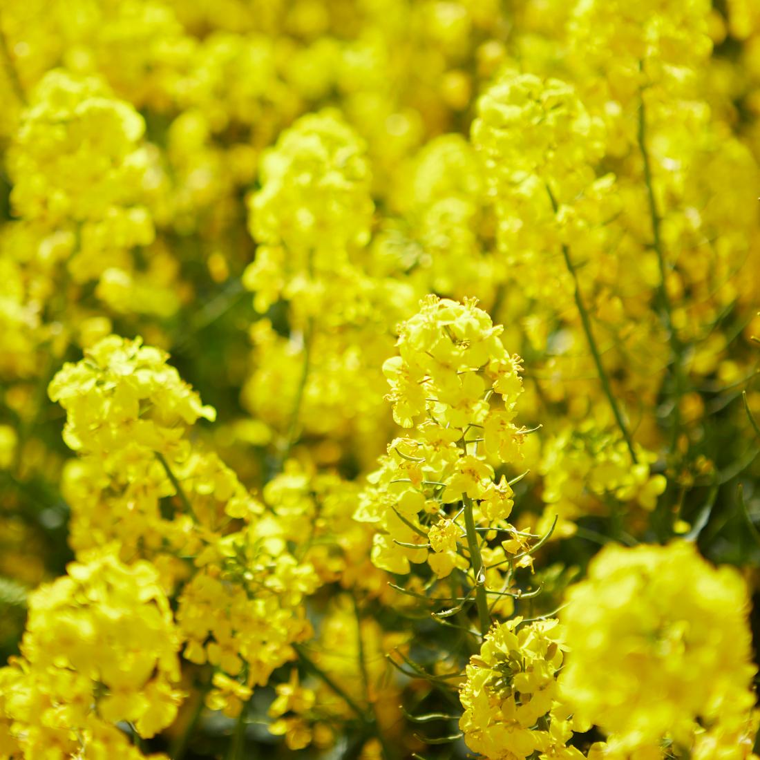 Spend your spring break at IKEA Emeryville!