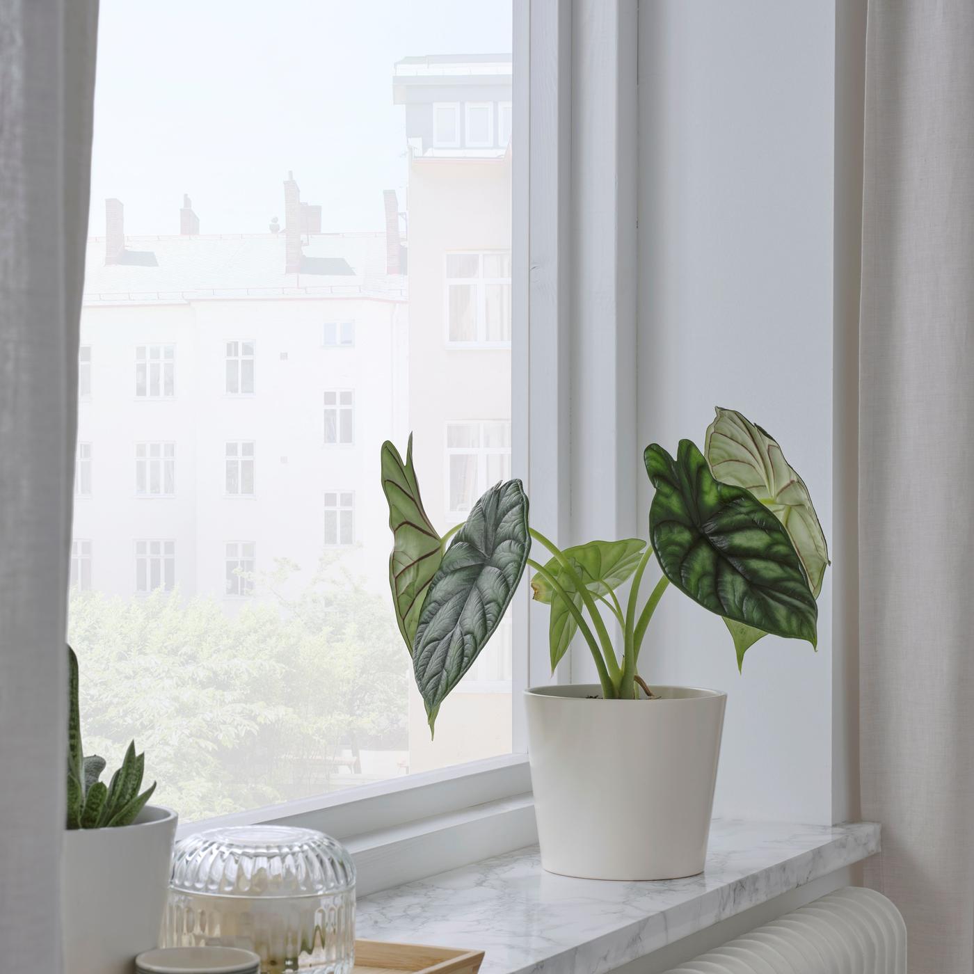 LEKA Kids Club: Decorate a plant pot